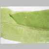 Leaf Middle 20er 01.jpg